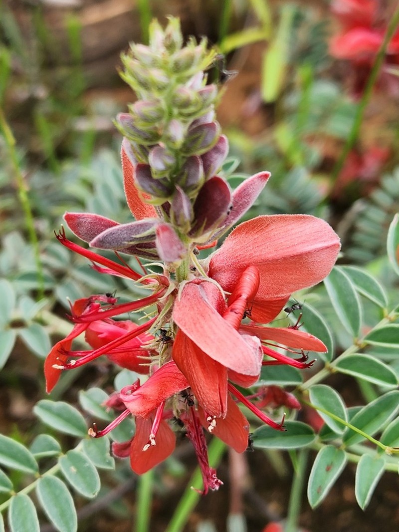 Indigofera velutina photo 7