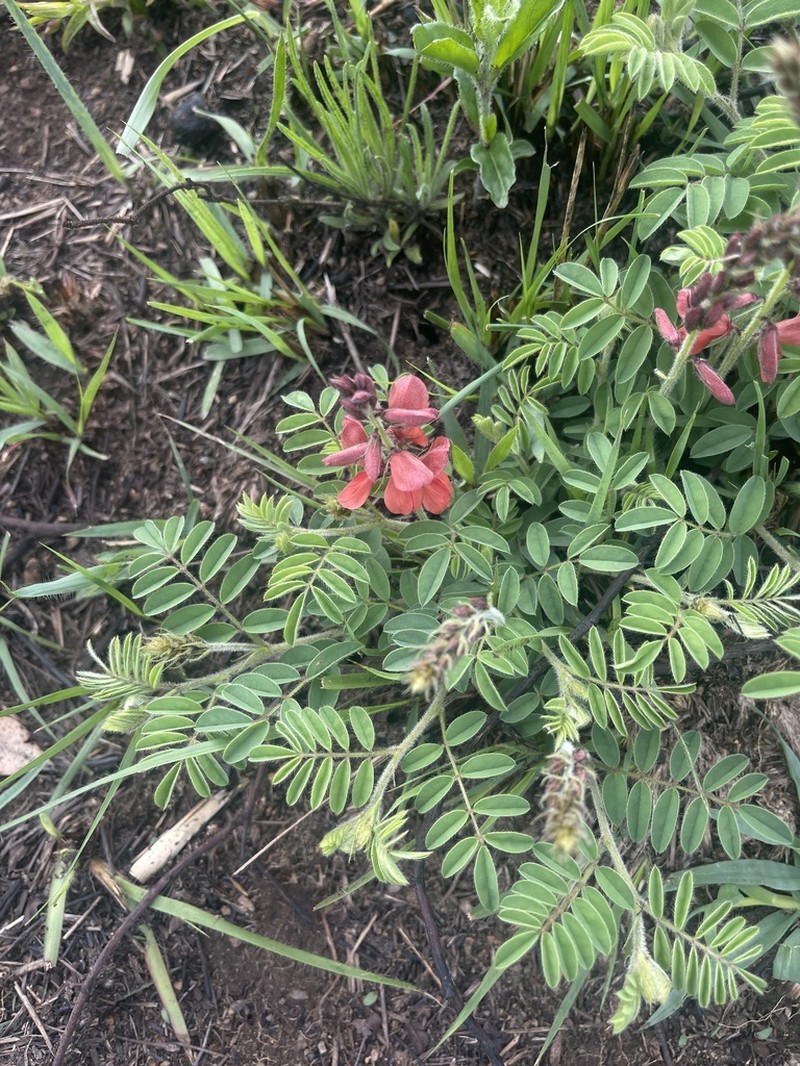 Indigofera velutina photo 8
