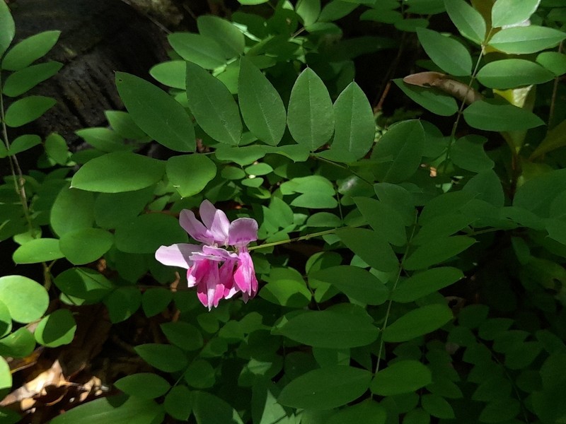 Indigofera venulosa