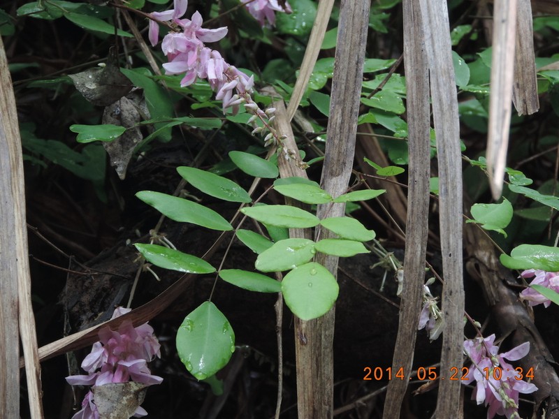 Indigofera venulosa photo 2