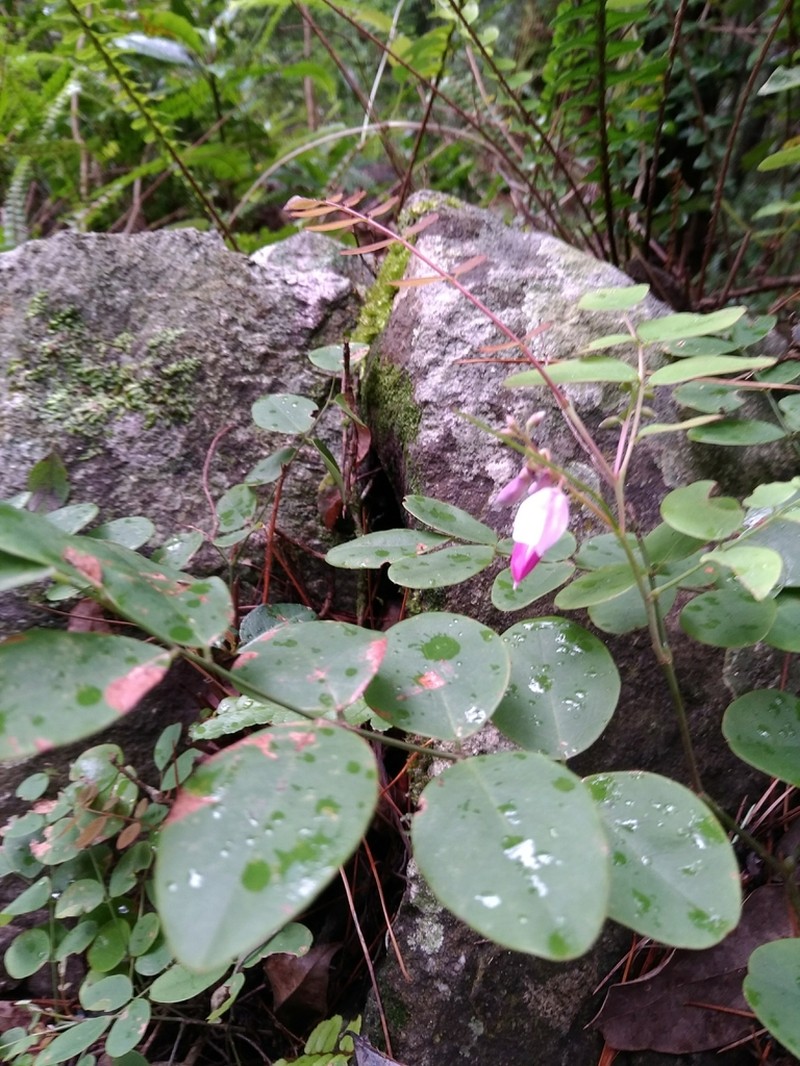 Indigofera venulosa photo 3