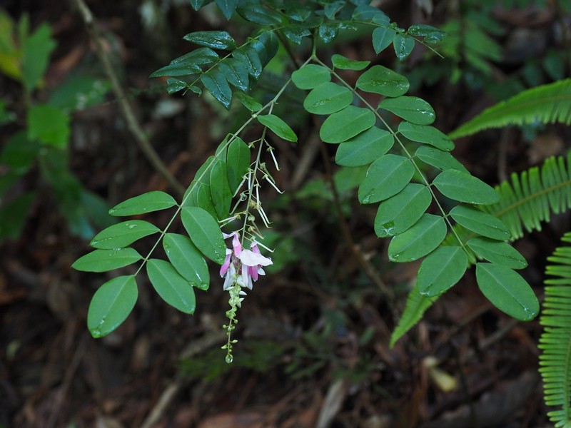 Indigofera venulosa photo 4