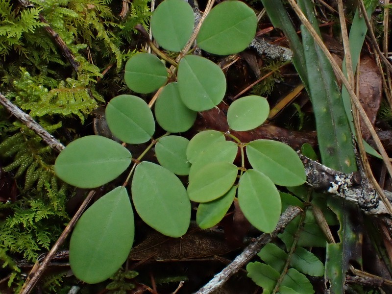 Indigofera venulosa photo 5