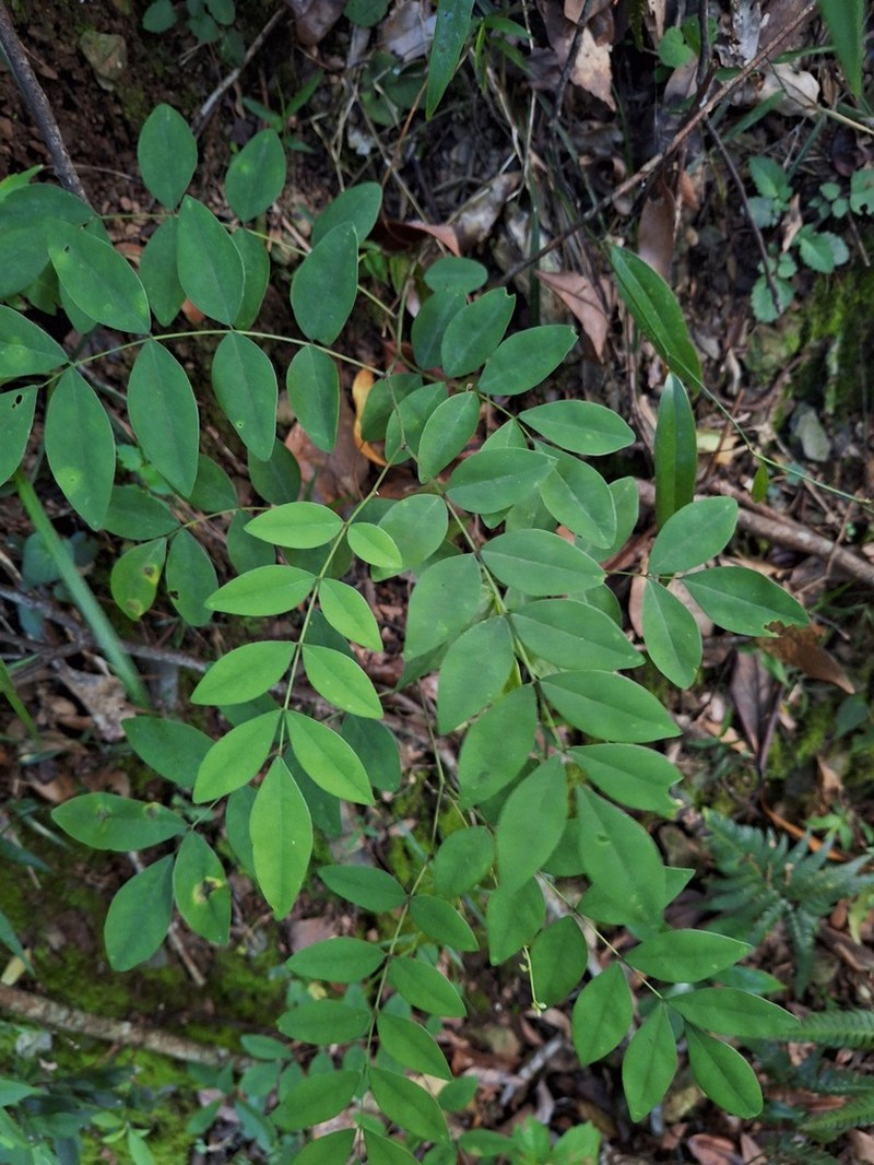 Indigofera venulosa photo 6