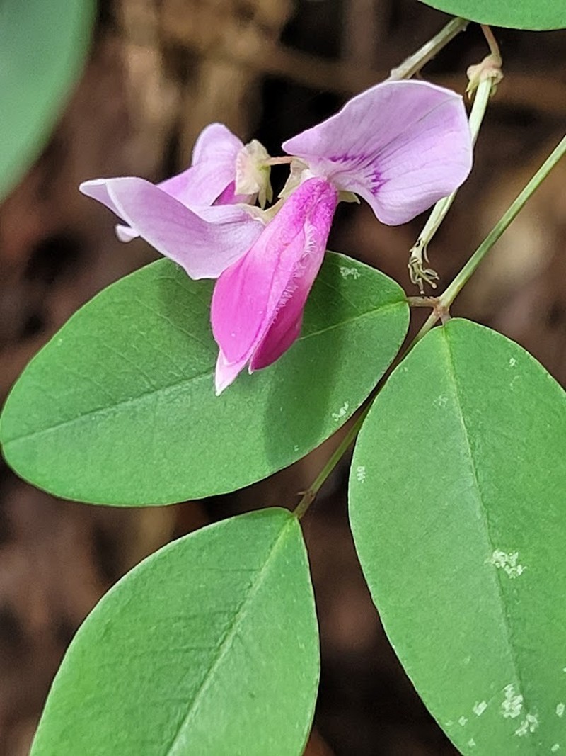 Indigofera venulosa photo 7