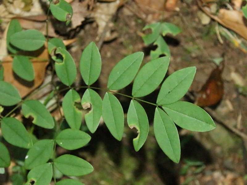Indigofera venulosa photo 8