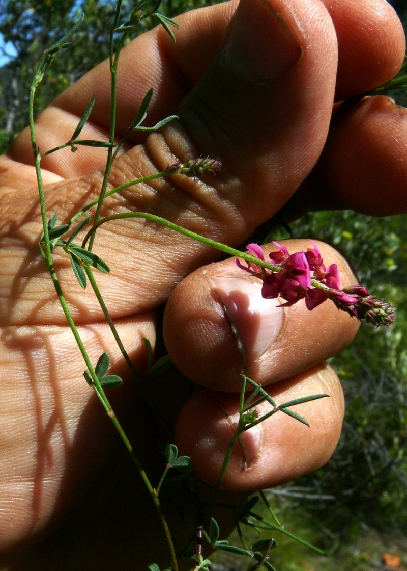 Indigofera venusta photo 2