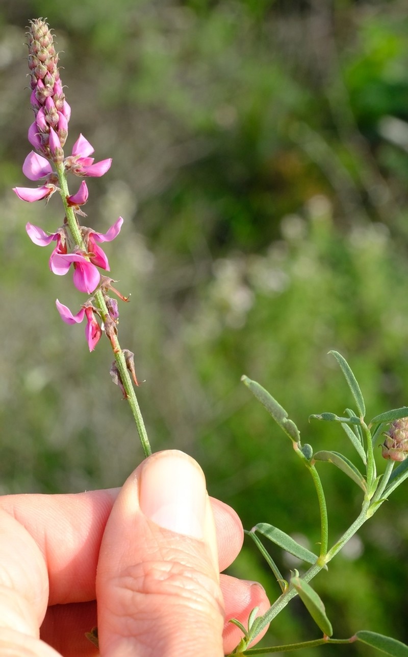 Indigofera venusta photo 3