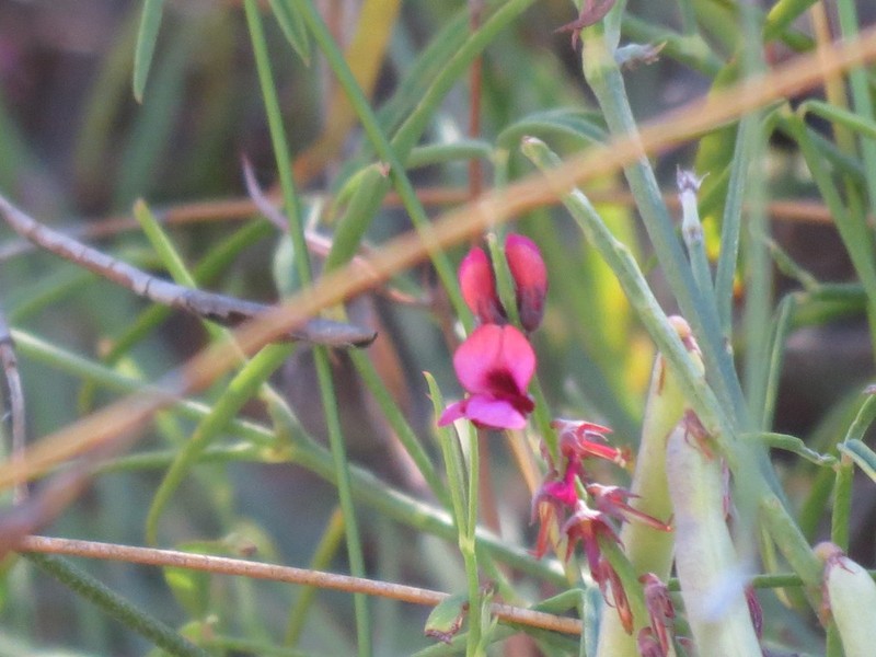 Indigofera venusta photo 4
