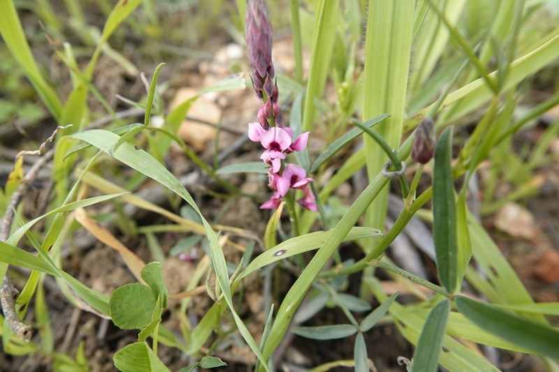 Indigofera venusta photo 5