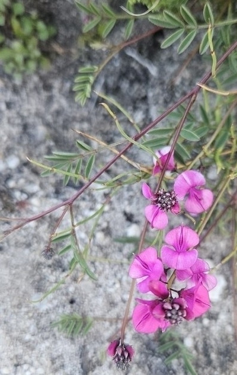 Indigofera venusta photo 6