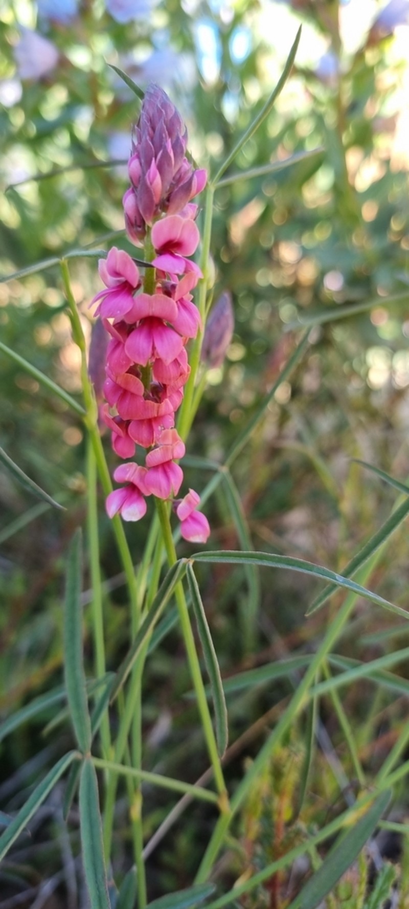 Indigofera venusta photo 7