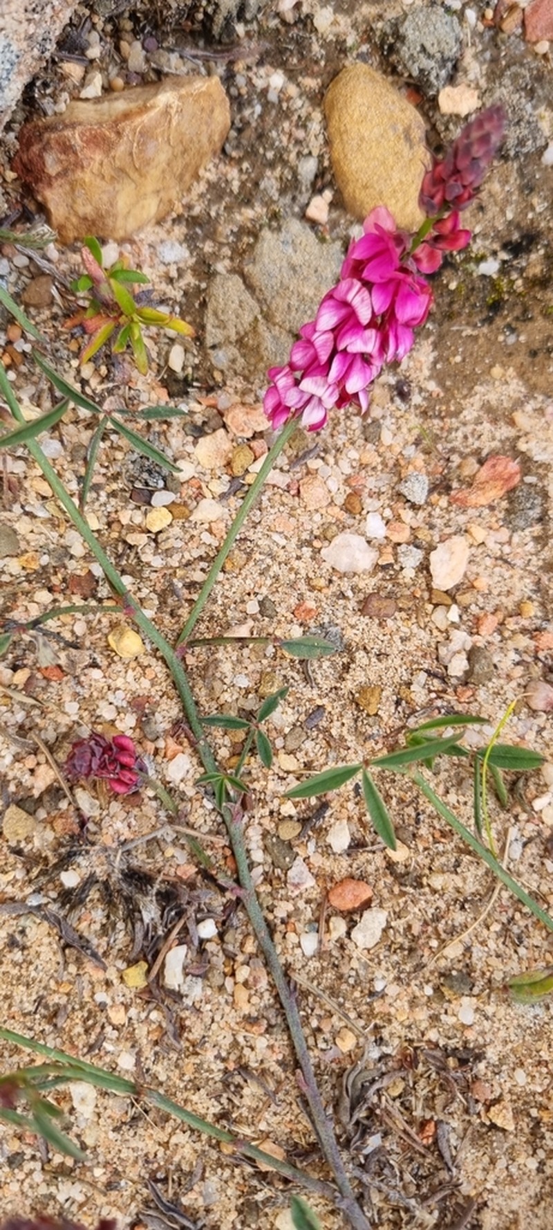 Indigofera venusta photo 8