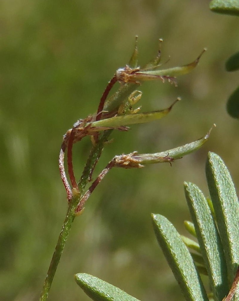 Indigofera verrucosa photo 2