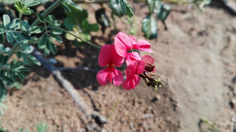 Indigofera verrucosa photo 5