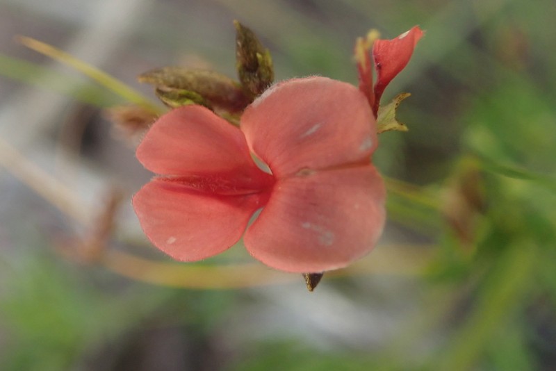 Indigofera verrucosa photo 6
