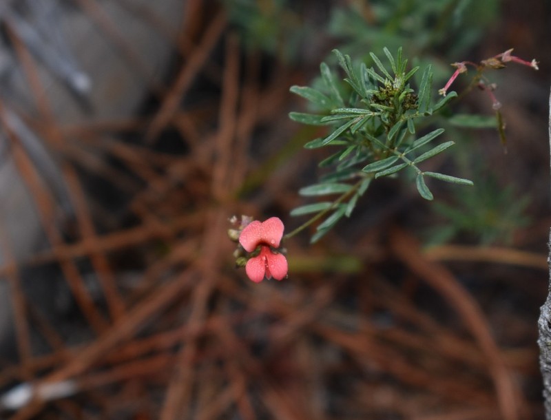 Indigofera verrucosa photo 7