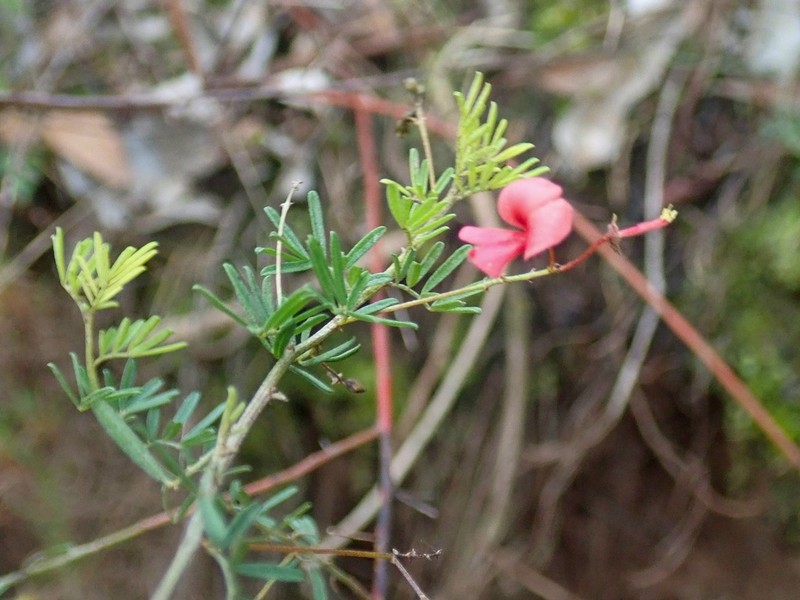 Indigofera verrucosa photo 8