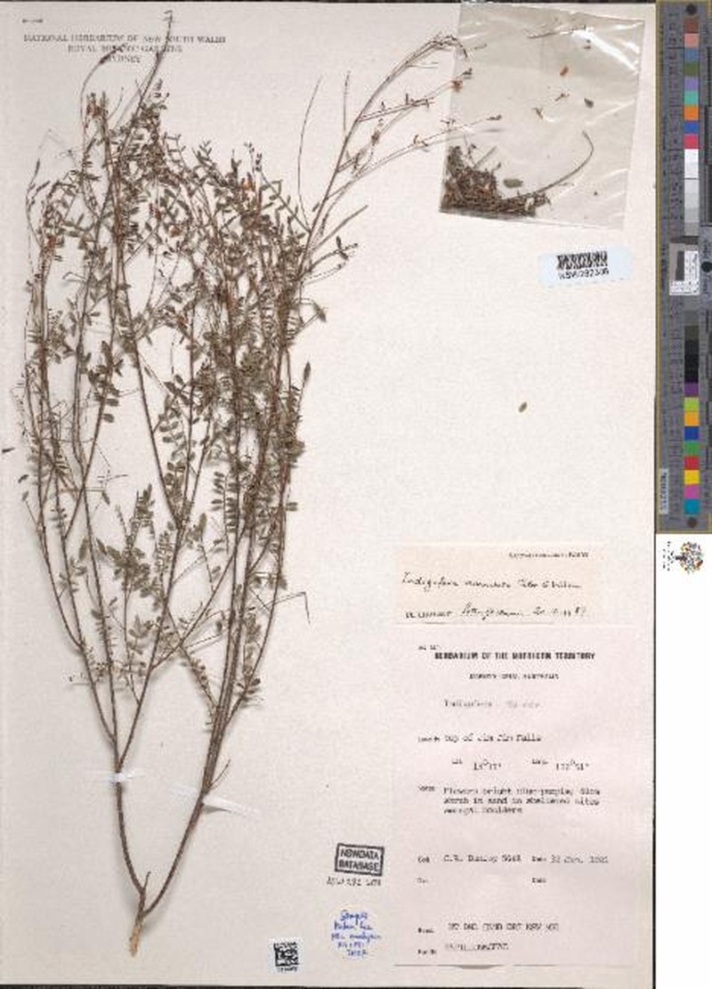 Indigofera verruculosa