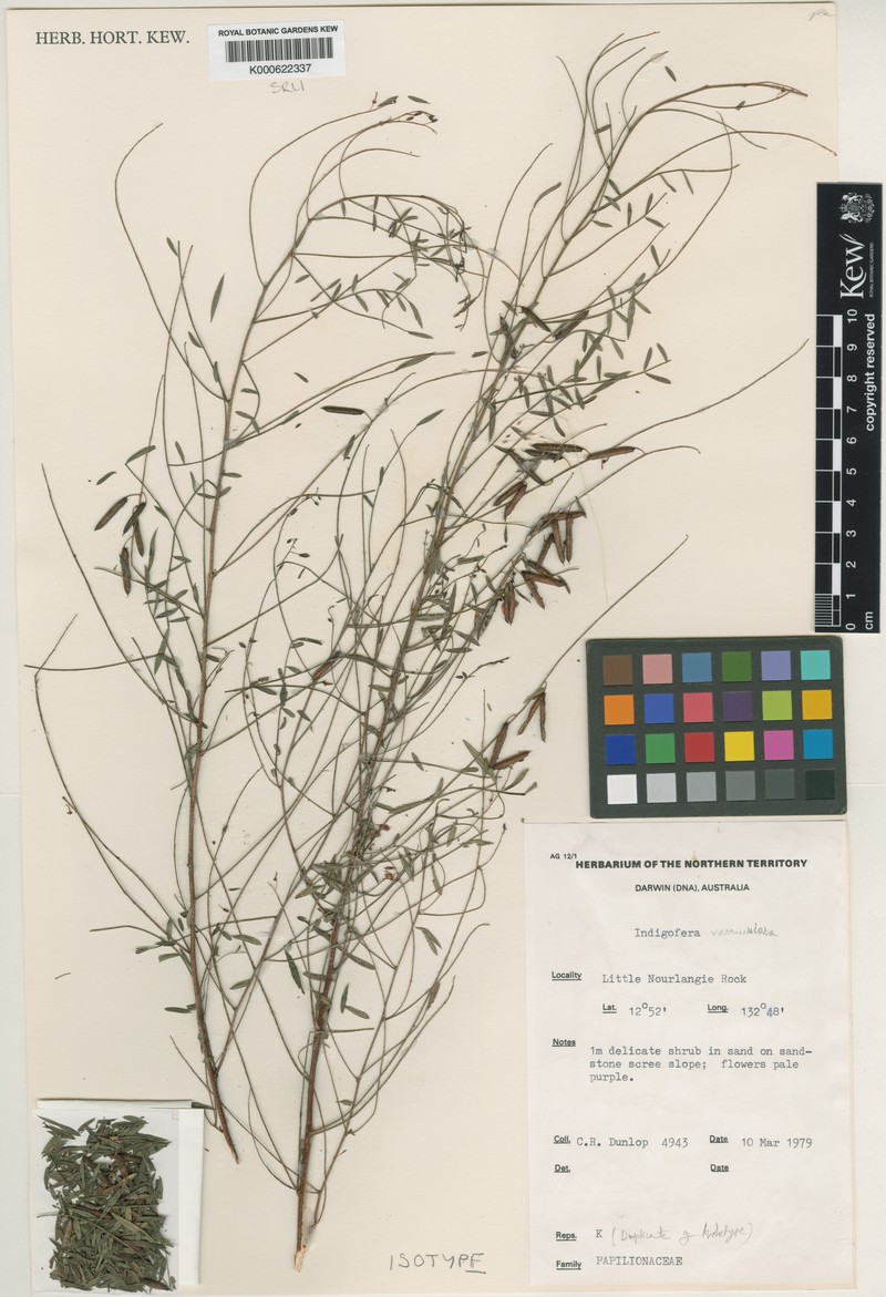 Indigofera verruculosa photo 2
