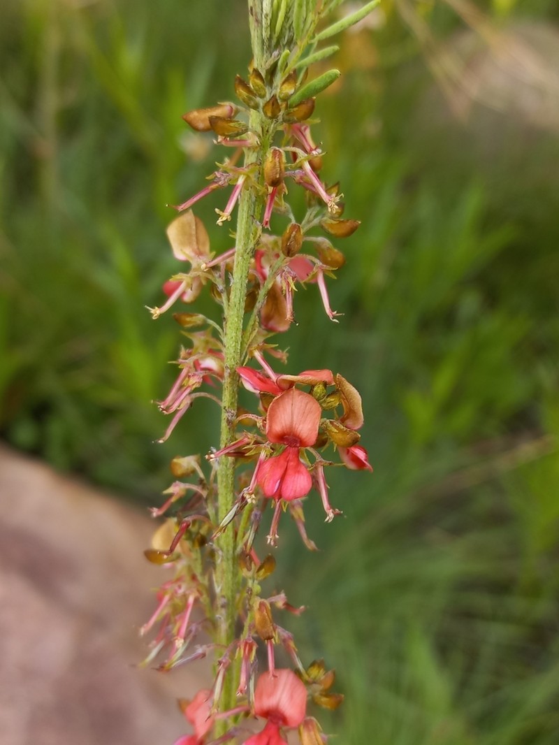Indigofera vestita photo 3