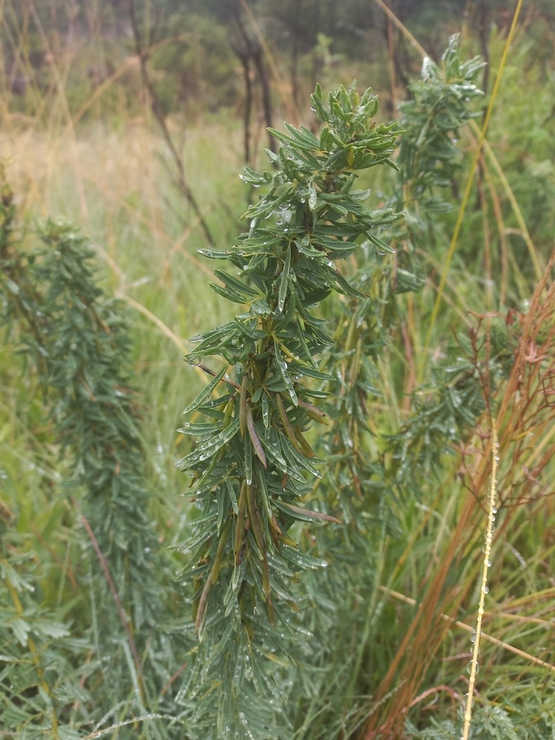 Indigofera vestita photo 4