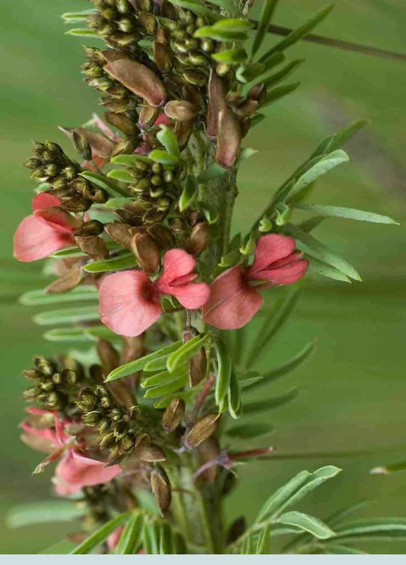 Indigofera vestita photo 6