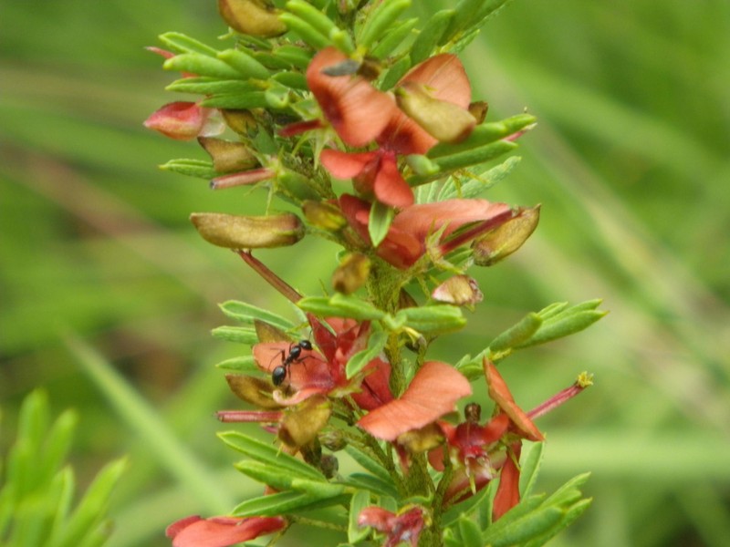 Indigofera vestita photo 8