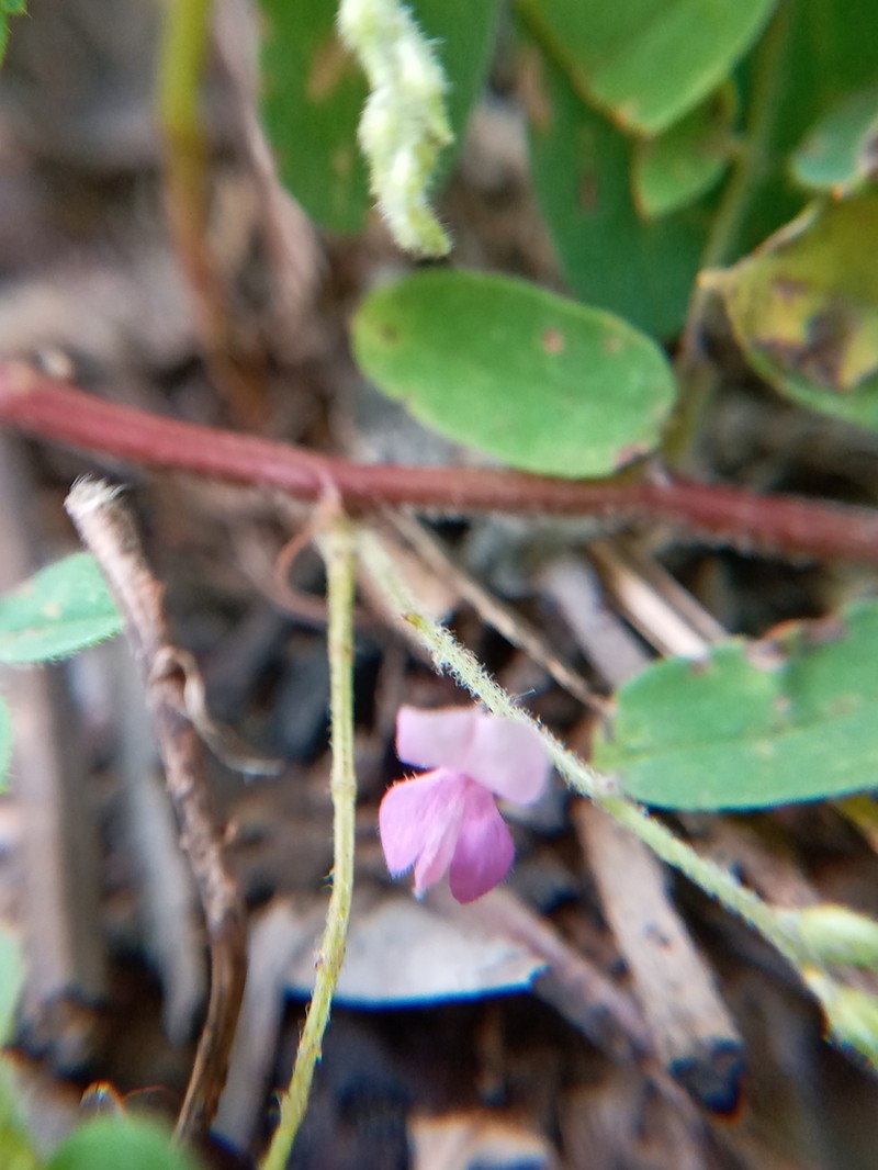 Indigofera vicioides photo 2