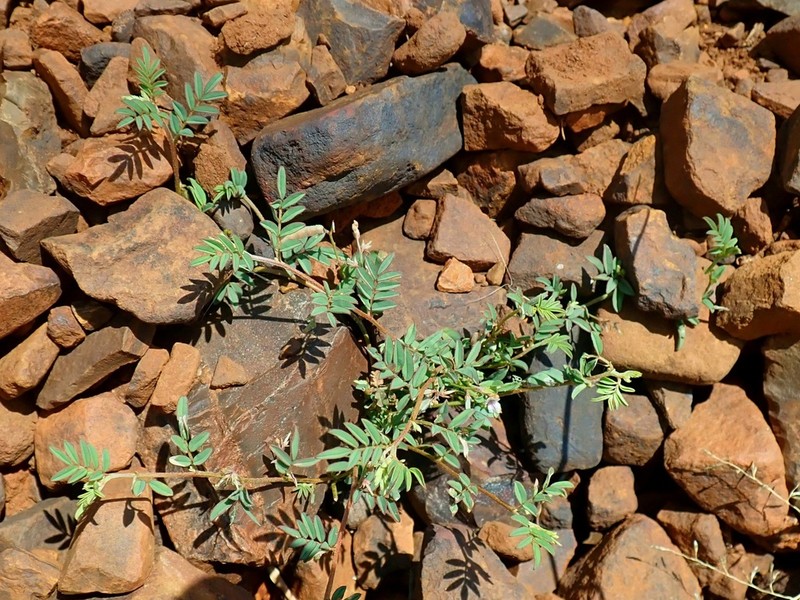Indigofera vicioides photo 3