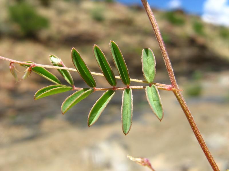 Indigofera vicioides photo 4