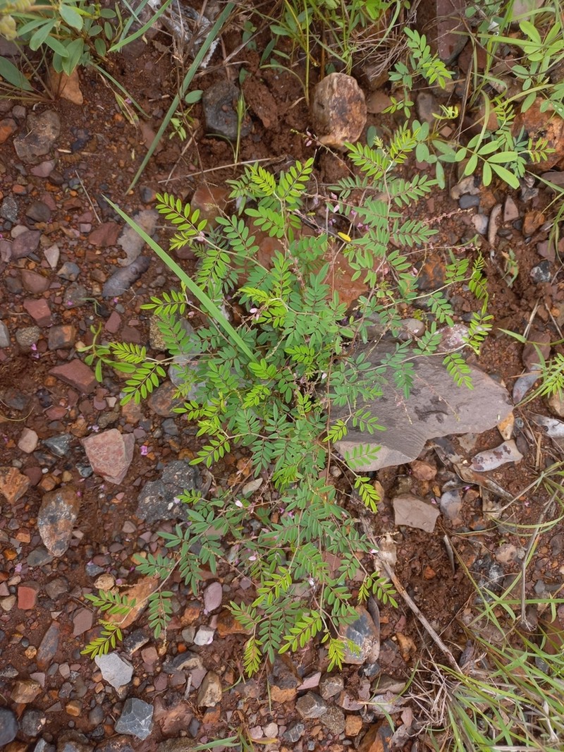 Indigofera vicioides photo 5