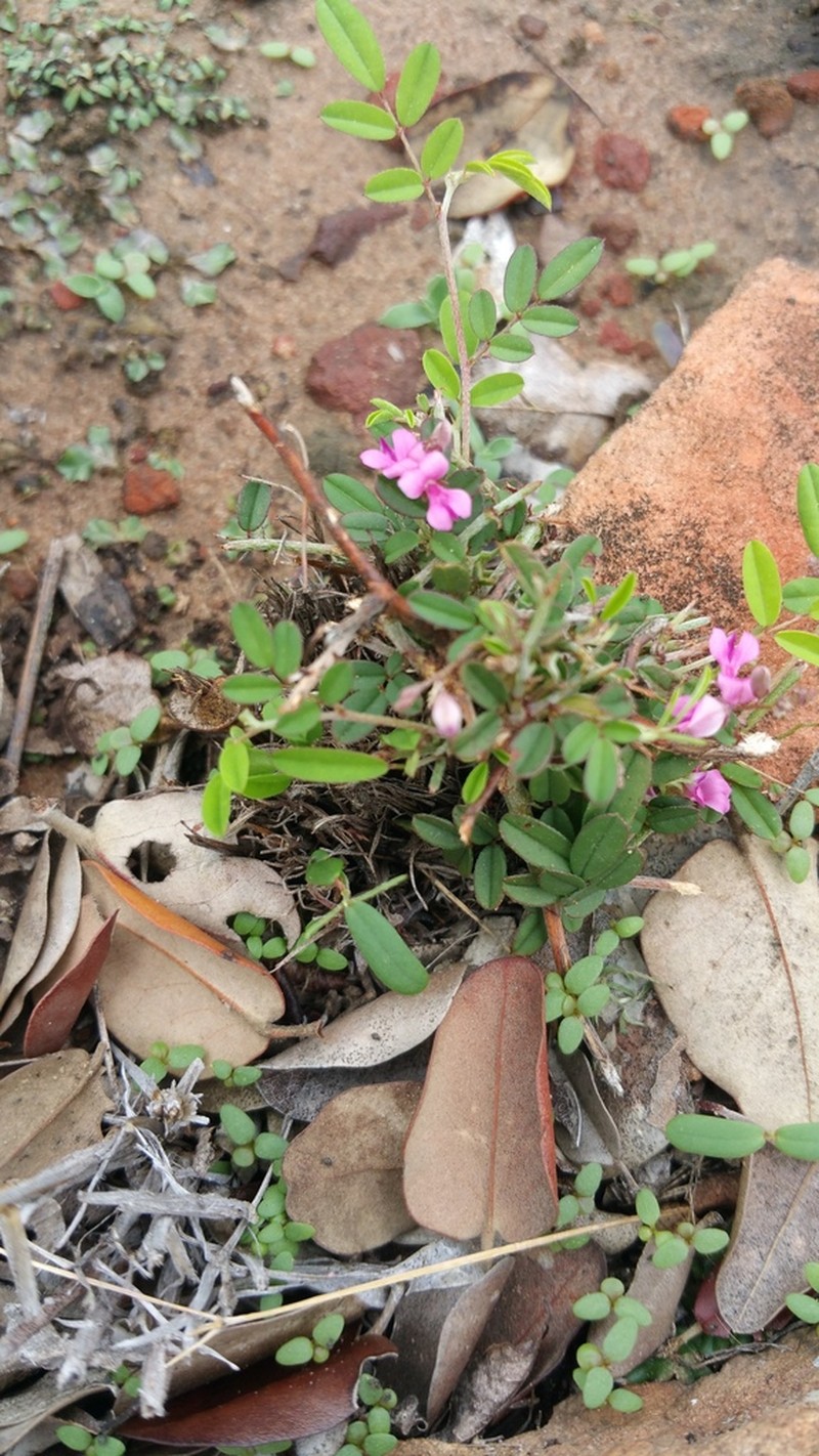 Indigofera vicioides photo 6