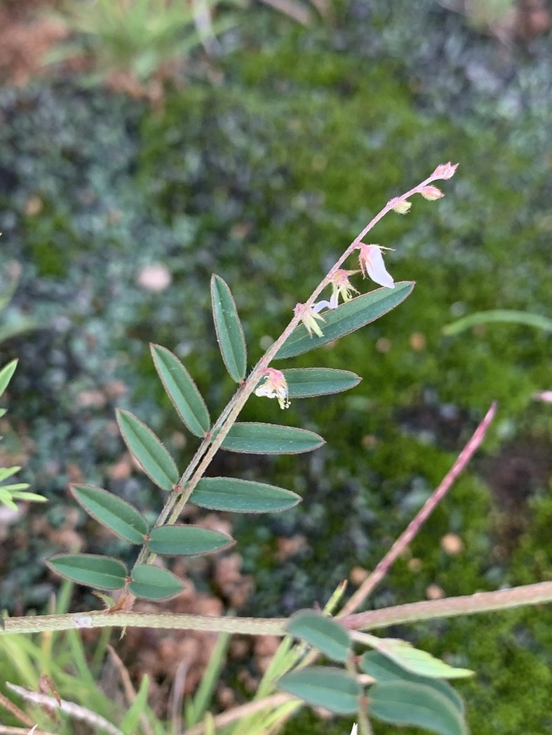 Indigofera vicioides photo 8