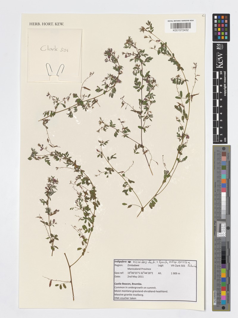 Indigofera vicioides subsp. excelsa