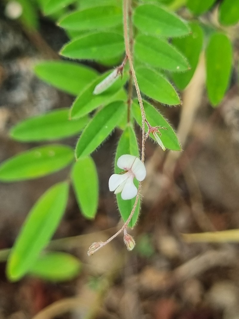 Indigofera vicioides subsp. rogersii photo 2