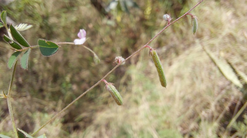 Indigofera vicioides subsp. rogersii photo 3