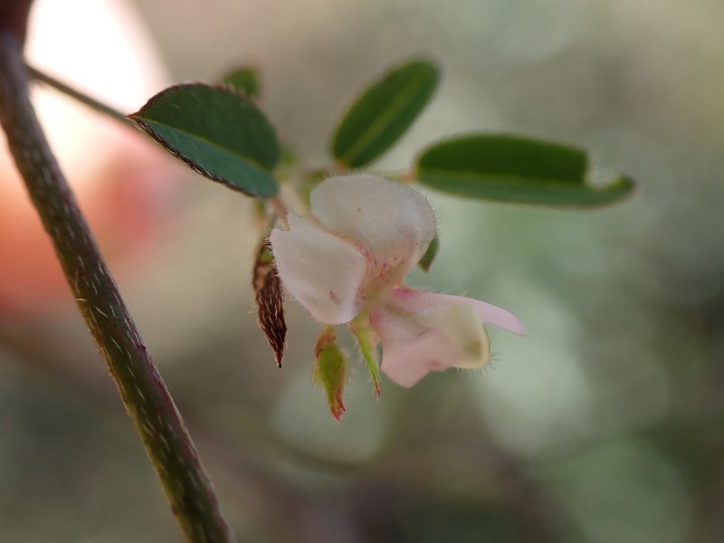 Indigofera vicioides subsp. rogersii photo 4
