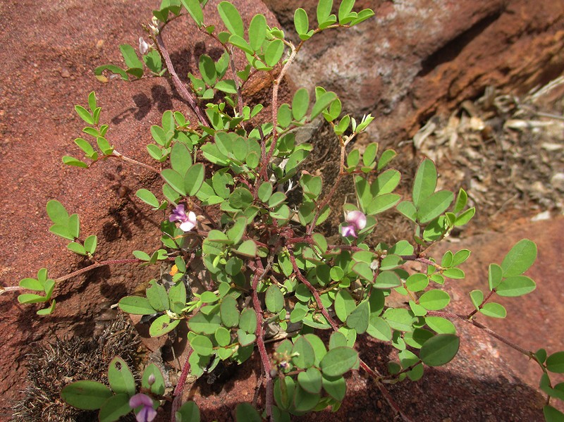 Indigofera vicioides subsp. vicioides