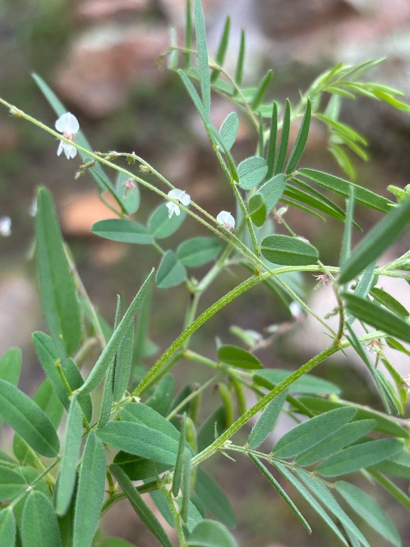 Indigofera vicioides subsp. vicioides photo 2