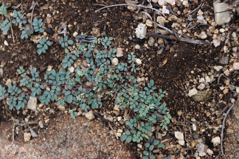 Indigofera vicioides subsp. vicioides photo 3