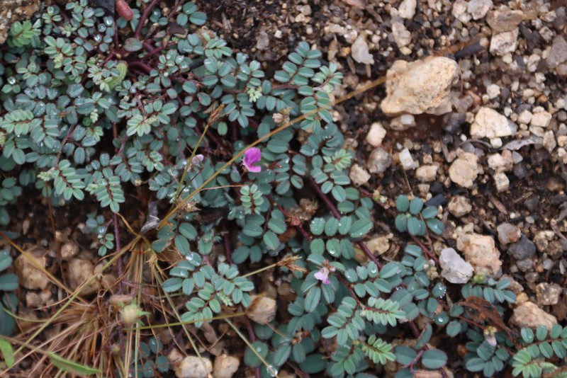 Indigofera vicioides subsp. vicioides photo 4