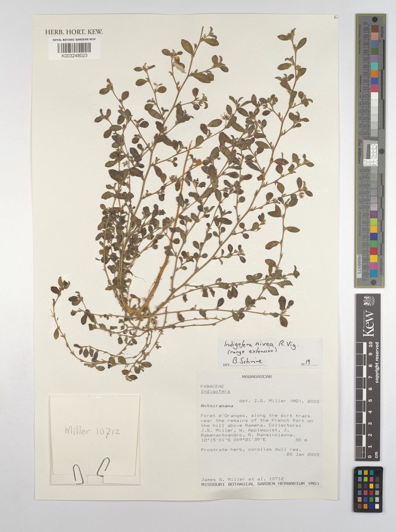 Indigofera vigueri