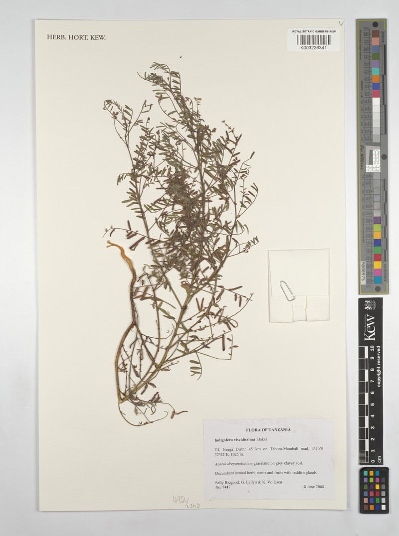 Indigofera viscidissima photo 3