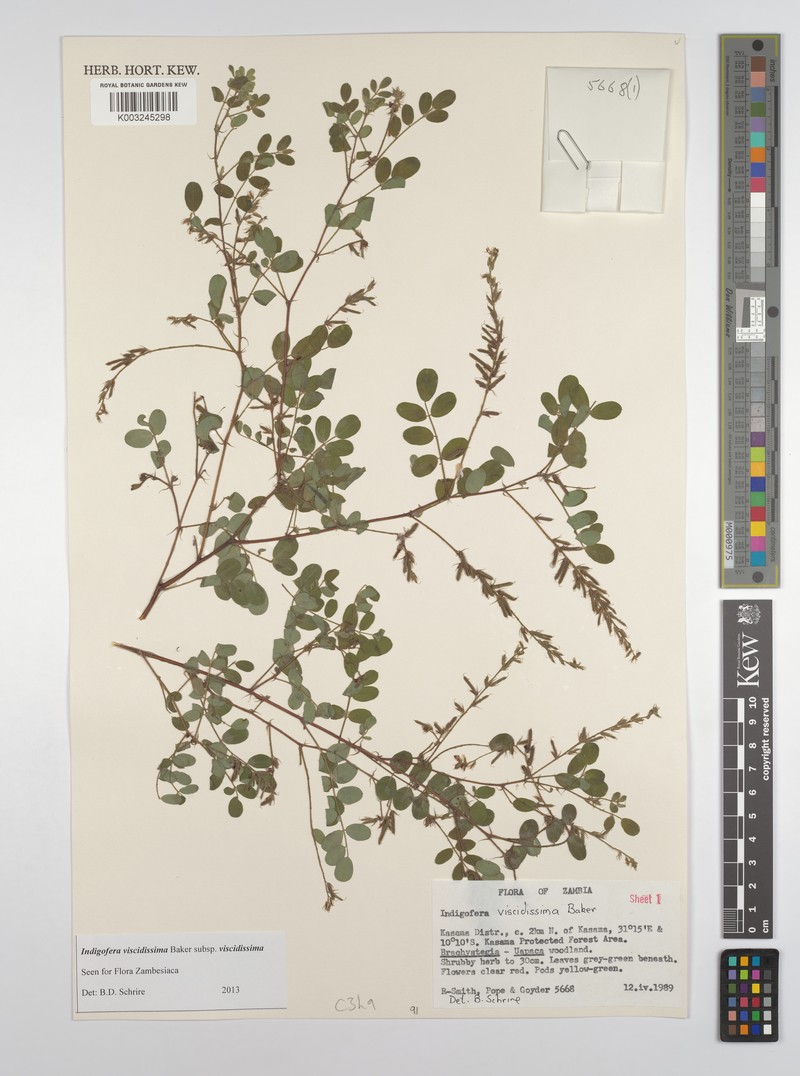 Indigofera viscidissima photo 4