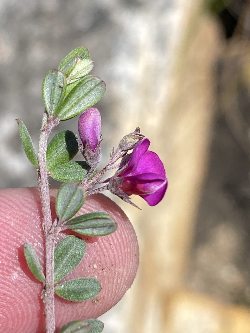 Indigofera vlokii