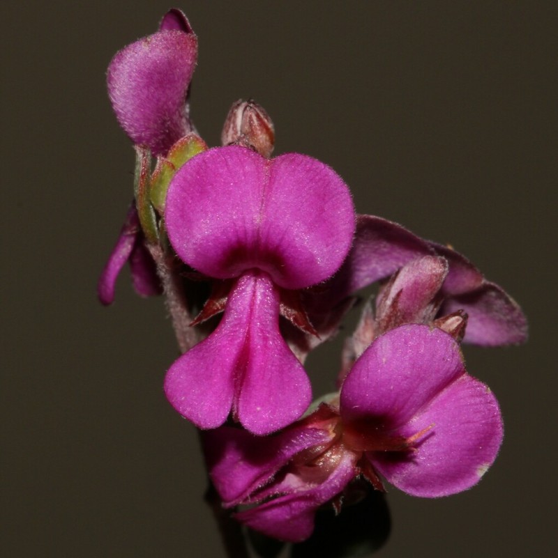 Indigofera vlokii photo 2