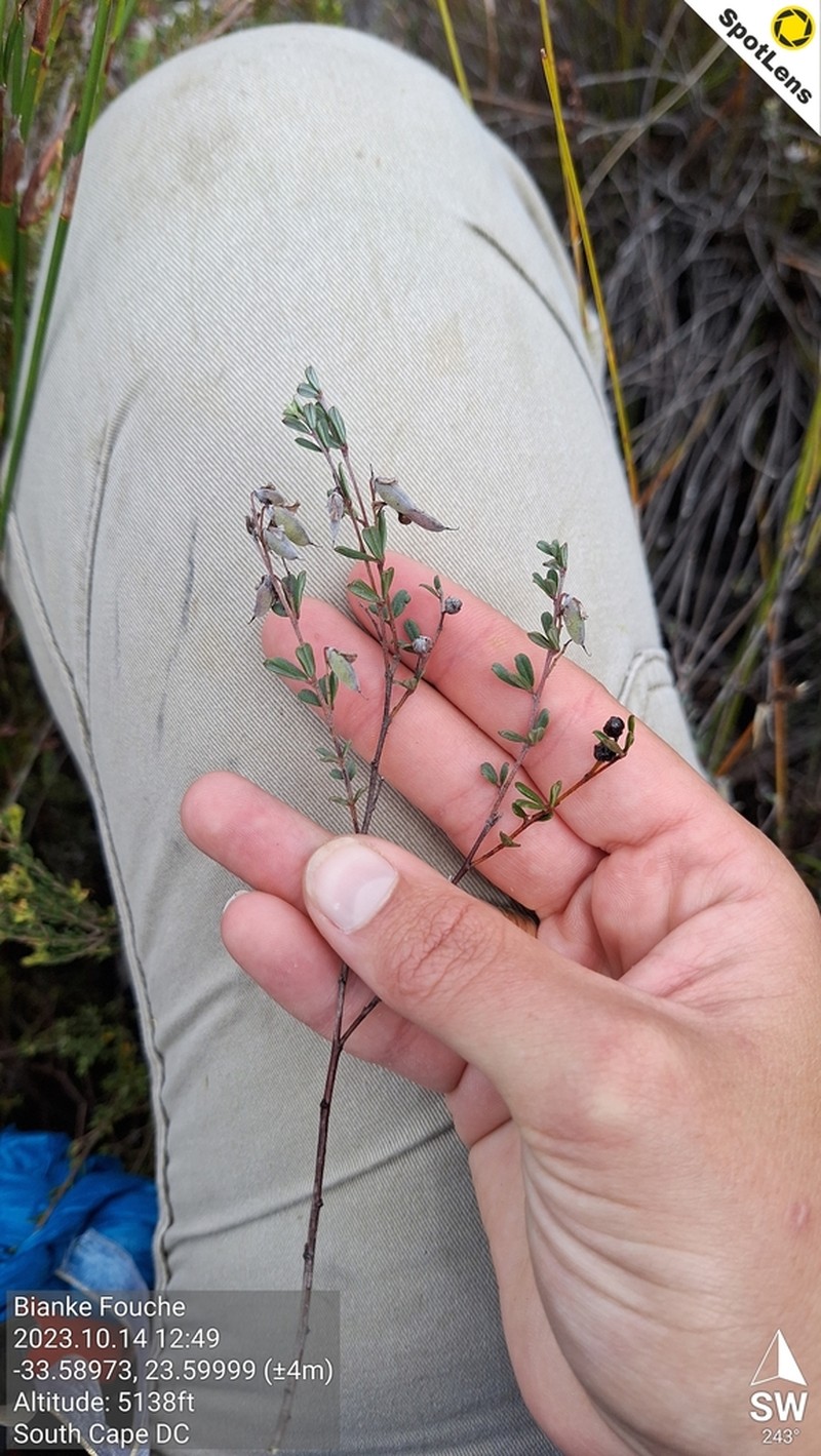 Indigofera vlokii photo 4