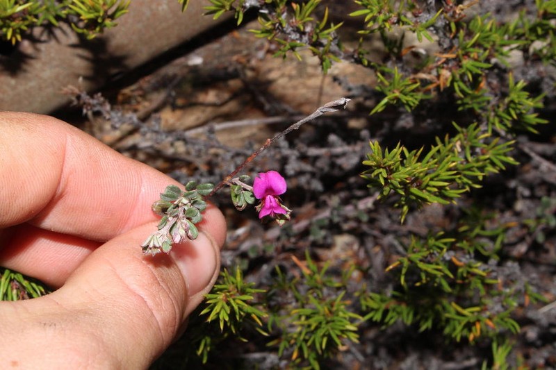 Indigofera vlokii photo 5