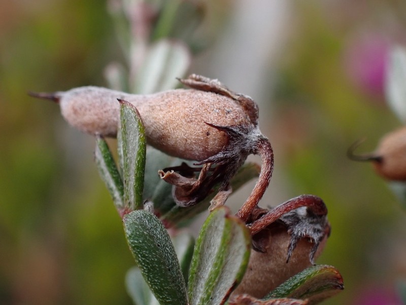 Indigofera vlokii photo 6